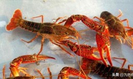 龙虾在线观看完整版,一场味蕾与视觉的双重盛宴